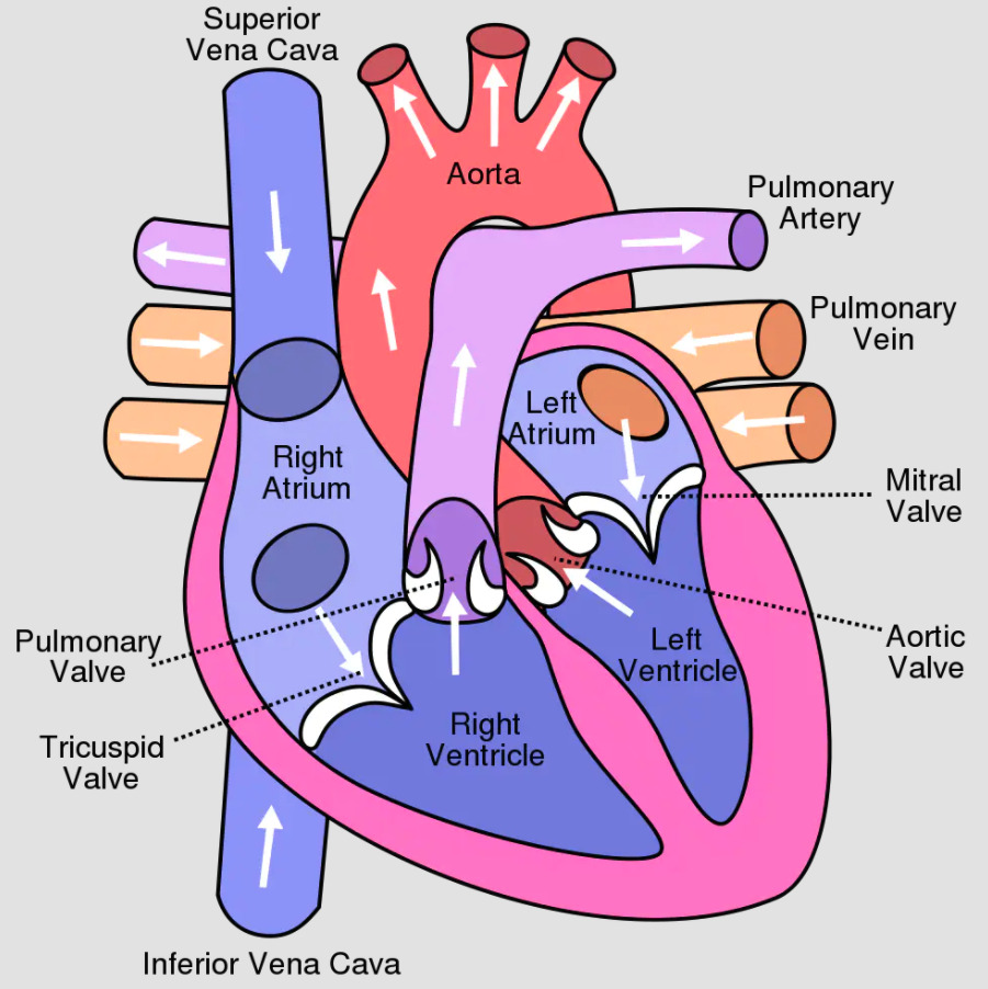heart_diagram-Credit-Petmed