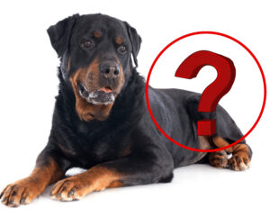 A question mark over where a Rottweiler's tail has been removed or docked