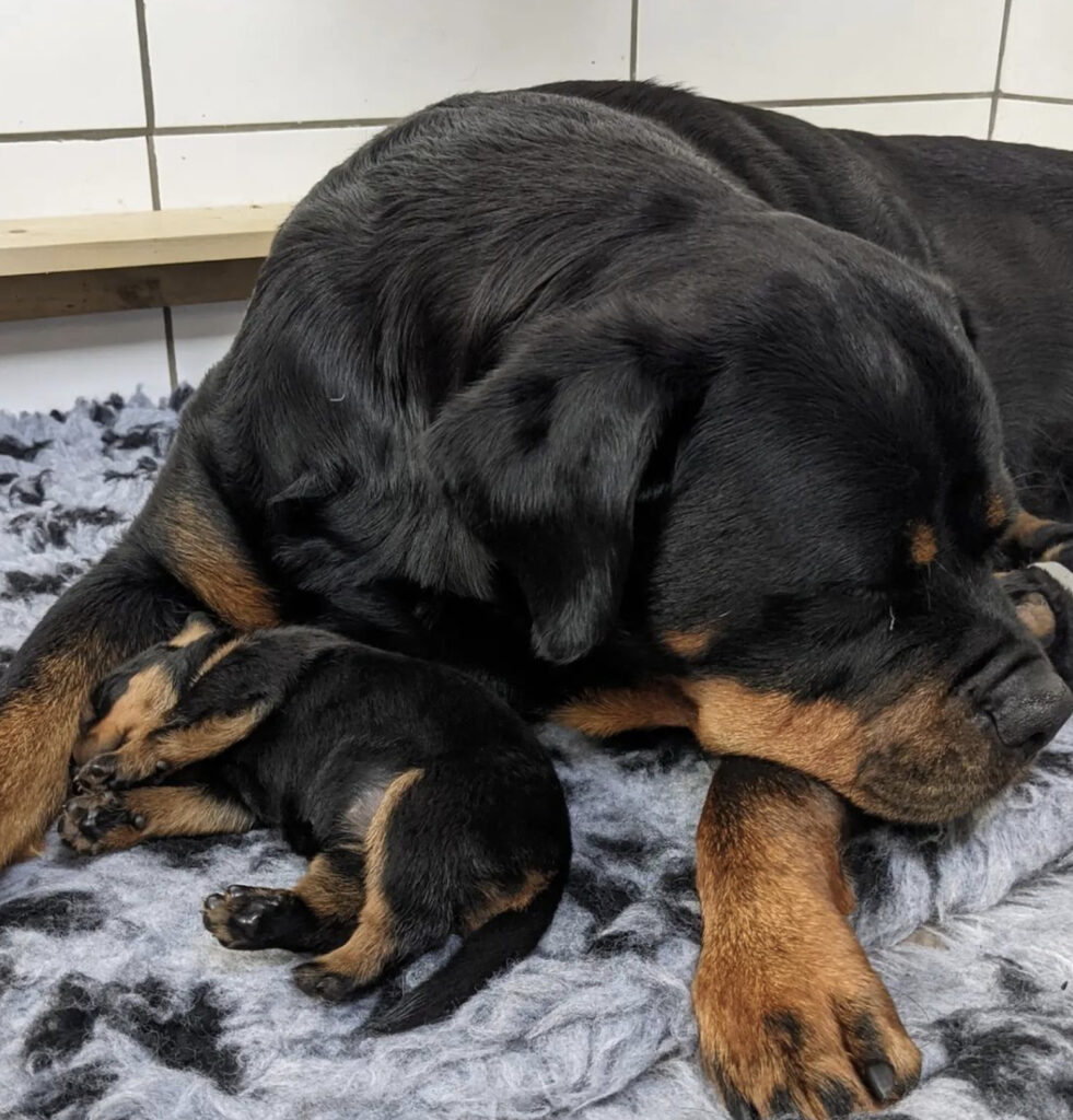 A Rottweiler mother with her puppies, after having a successful pregnancy