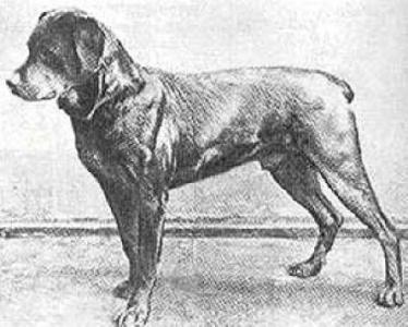Rottweiler-old-photo