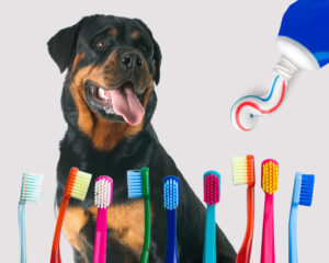 A Rottweiler with a range of toothbrushes and toothpaste