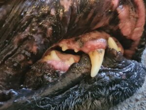 Signs of early dental disease on a Rottweiler, including swollern gums and brown calculus at the base of the teeth