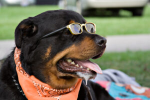 A Rottweiler with glasses drooling heavily