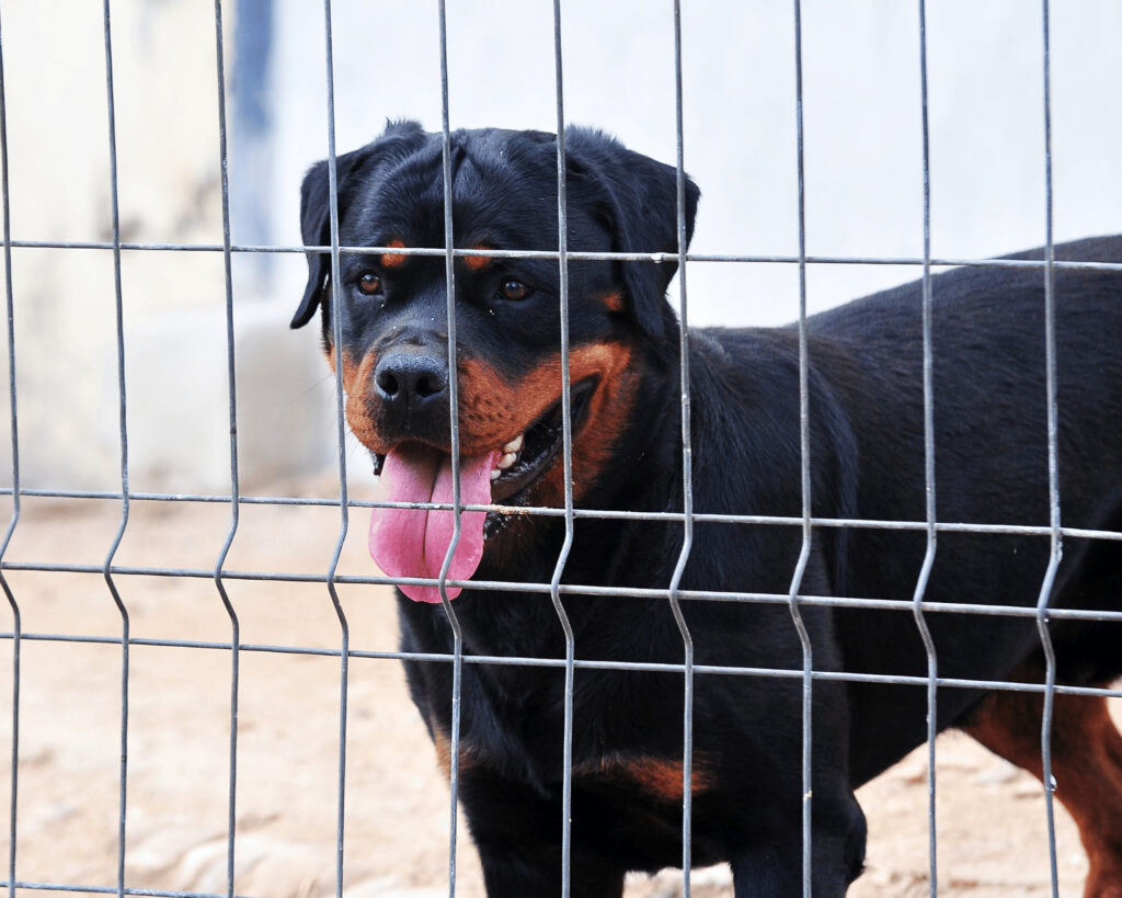 A Rottweiler in a shelter waiting for adoption