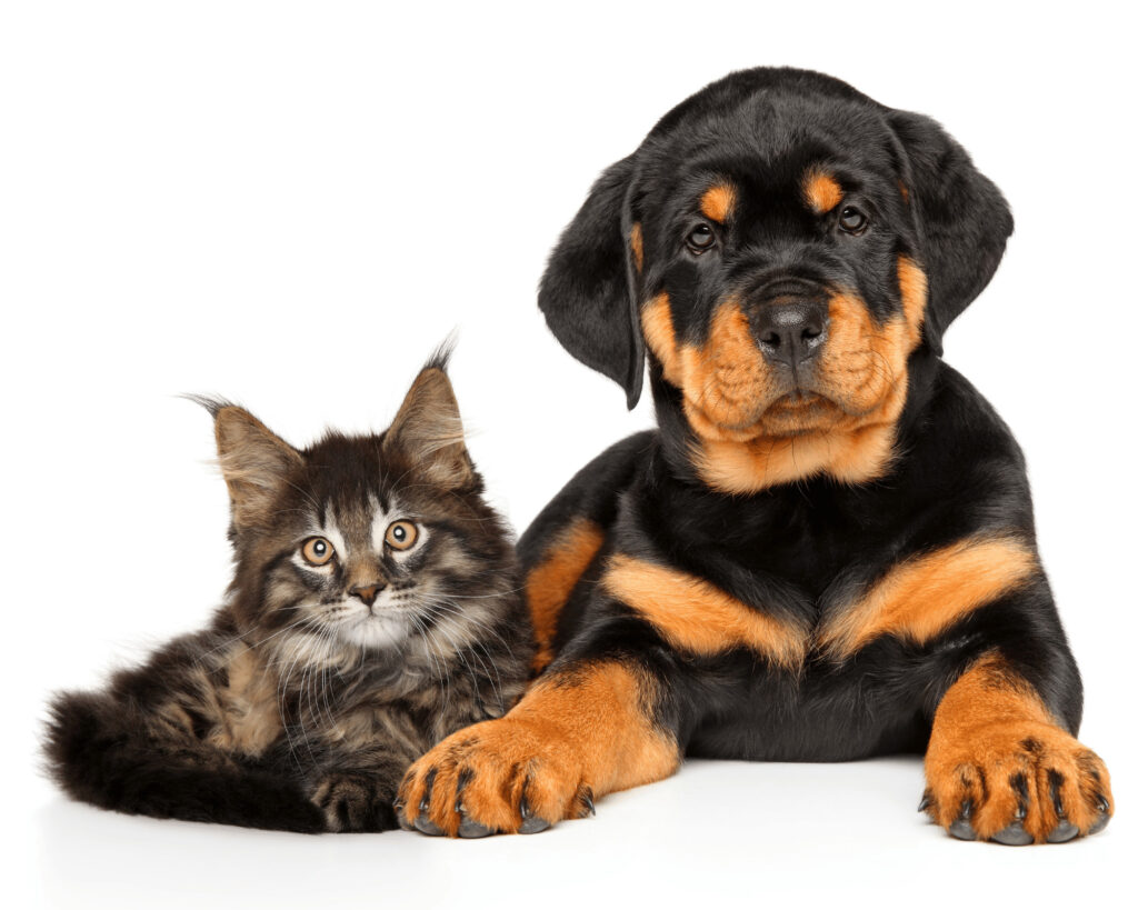 how are rottweilers with cats?