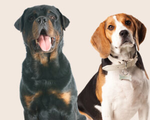 A Rottweiler and a Beagle together make the Reagle mixed breed dog