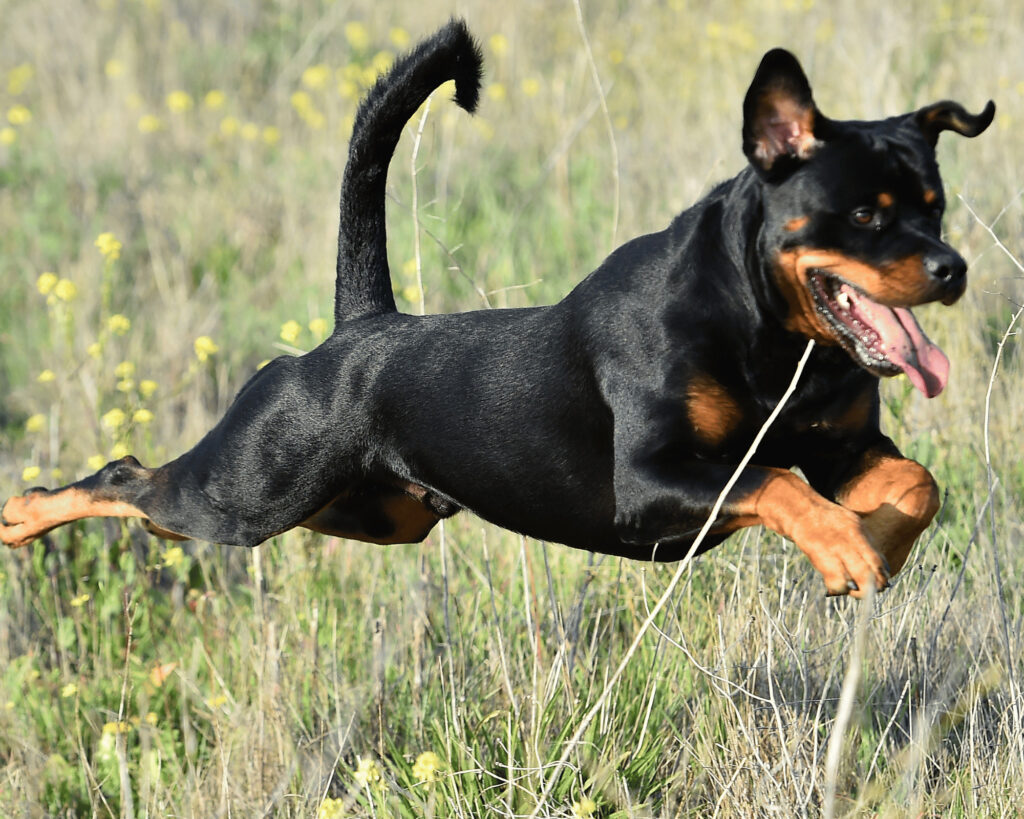 A rottweiler in full flight chasing something because of their prey drive
