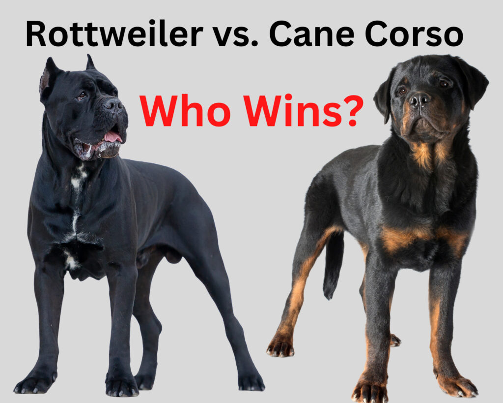 can rottweiler beat cane corso? 2