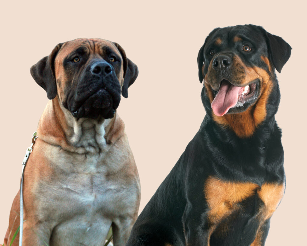 A Boerboel and a Rottweiler: when mixed they make Boerweiler