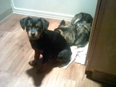 butters-my-sexy-rottie-puppy-21602680