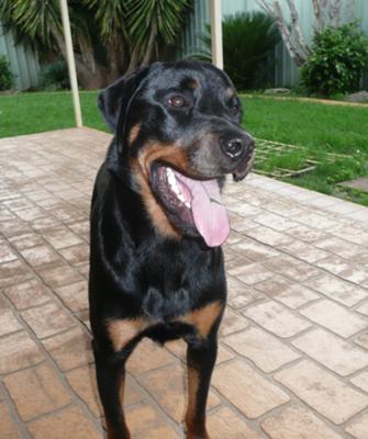 desexed-21-months-old-male-rottweiler-humping-nothing-21618827