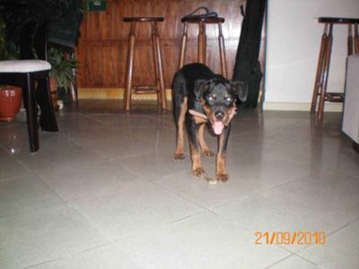 do-you-think-my-rottweiler-has-any-mix-breed-21413059