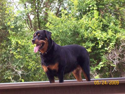 from-dog-to-rottweiler-21429142