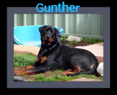 gunther-at-17-months-old-21566776