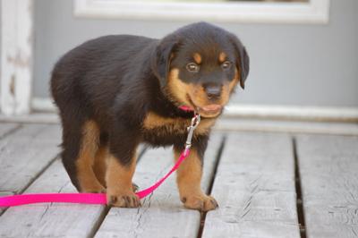 is-my-new-rottweiler-puppy-doom-to-be-vicious-21370898