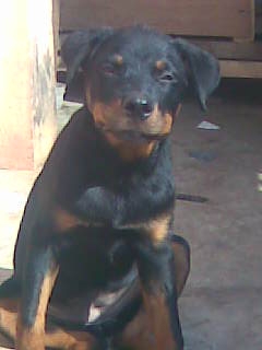 is-this-a-pure-breed-rotweiler-21441230