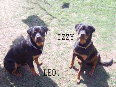 izzy-leo-9-months-old-21231153