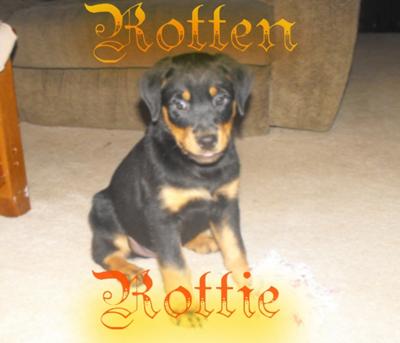 kayne-the-rotten-rottie-21592056