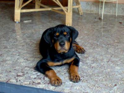 khumo4month-old-rottie-21430143