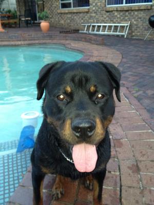 leo-after-his-swim-in-the-pool-21708661