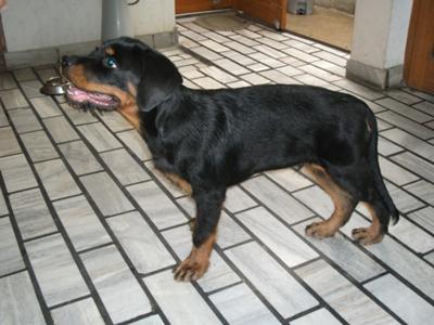 my-7-months-old-male-rottys-hair-turning-grey-21377324