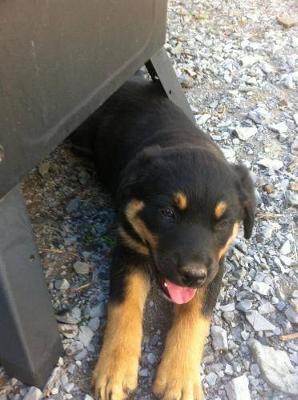 my-first-rottweiler-pup-she-cries-a-lot-at-night-21496244