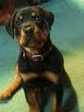 my-new-rottweiler-puppy-moses-21619762