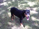my-rottie-acts-like-hes-scared-i-found-him-a-few-days-ago-and-i-thin-he-wass-abused-21376348