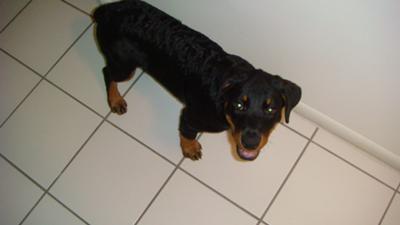 my-rottweilers-head-and-back-hair-21373568
