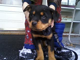 ohsheba-our-1st-rottie-21444664