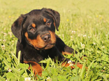 puppy_in_grass