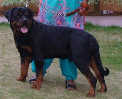 rocky-the-rottweiler-2-years-4-months-21680335