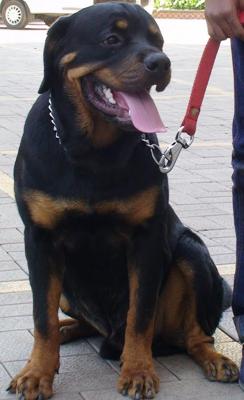 rocky-the-rottweiler-9th-month-21466325