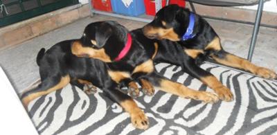 ronnie-female-and-charlie-male-21594517