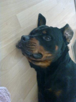 rottie-became-aggresive-with-daughters-friend-21479802