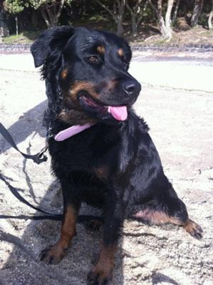 roxy-a-long-haired-rotti-21637103