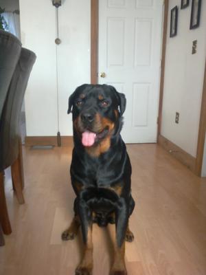 sometimes-after-play-my-rottie-drinks-so-much-water-so-fast-he-gets-sick-21473096